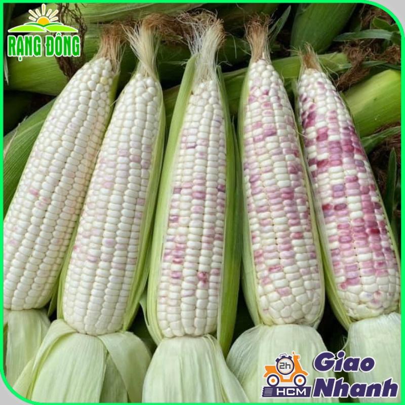 Hạt giống Bắp Nếp Cẩm Hồng Trái Dẻo, Ngọt, Rất Thơm, Trồng Quanh Năm, Kháng Bệnh Tốt - Hạt giống Rạng Đông