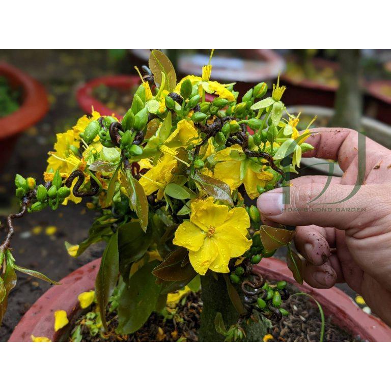 Cây mai giống tự quắn - cây nhỏ đã quắn