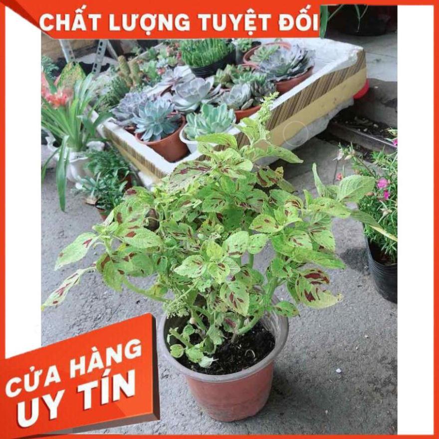 Cây Lá Gấm Vàng Nhiều Người Mua