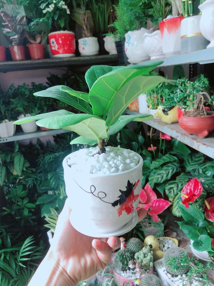 Chậu Cây Bàng Singapore