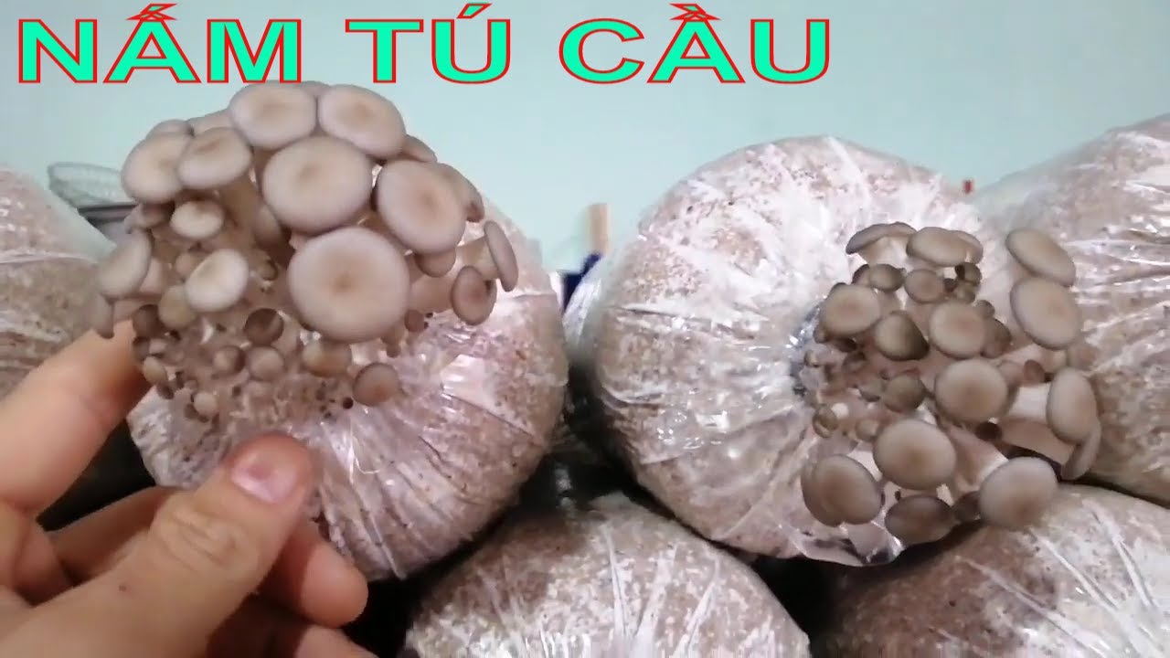 phôi nấm tú cầu