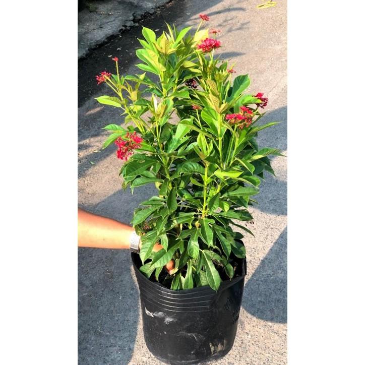 Chậu cây Hồng Mai cao 70 cm