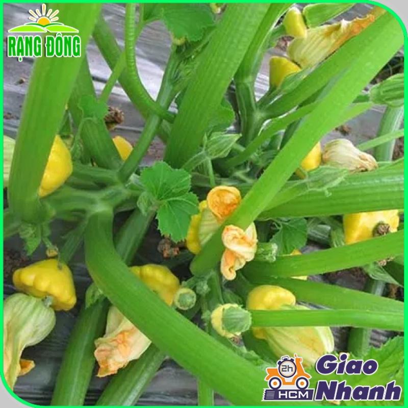 Hạt giống Bí Đĩa Bay Vàng - Hạt giống Rạng Đông