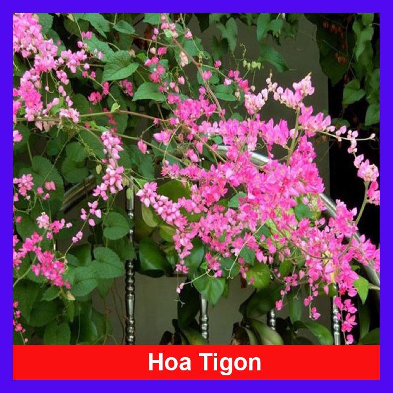 Cây hoa tigon - cây cảnh vườn + tặng phân bón cho cây