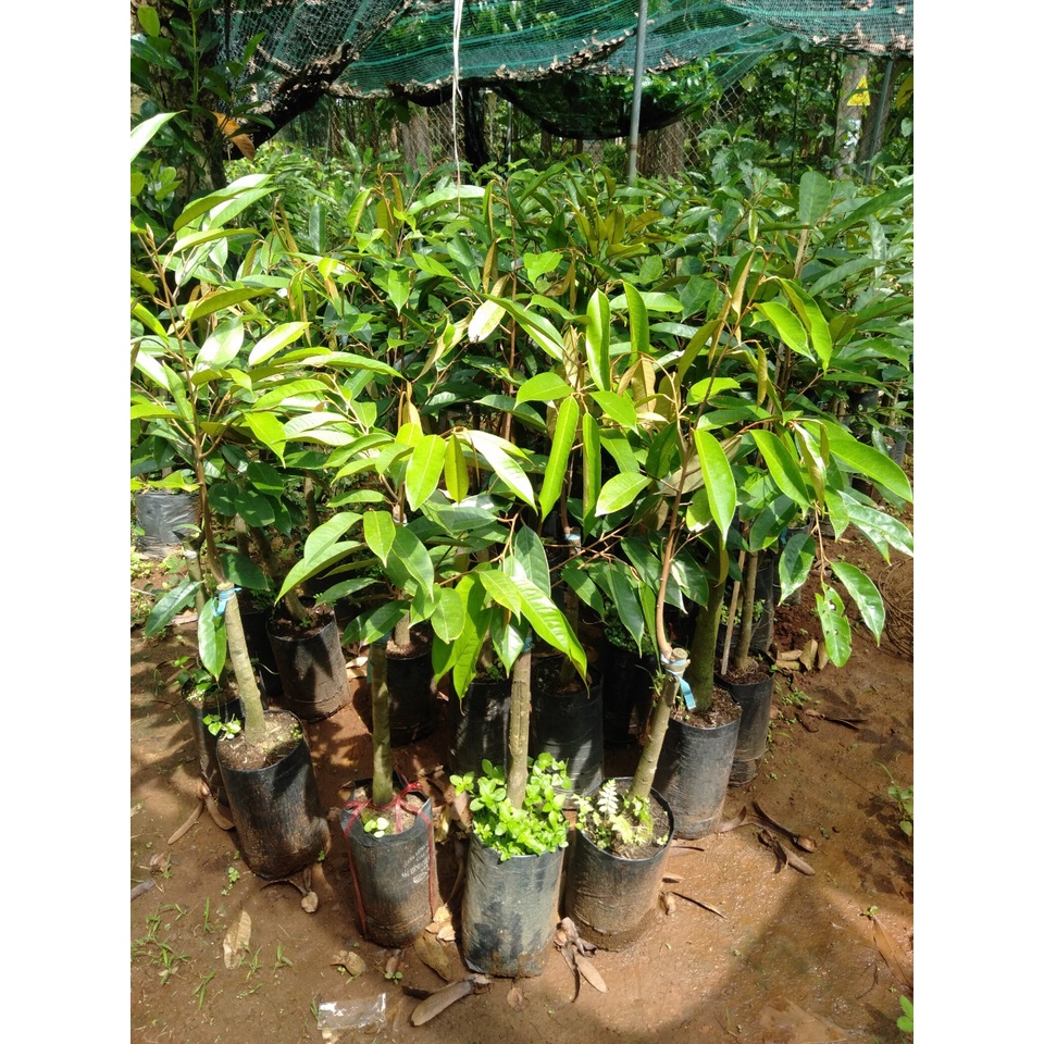 Cây giống sầu riêng dona gốc to 2 năm