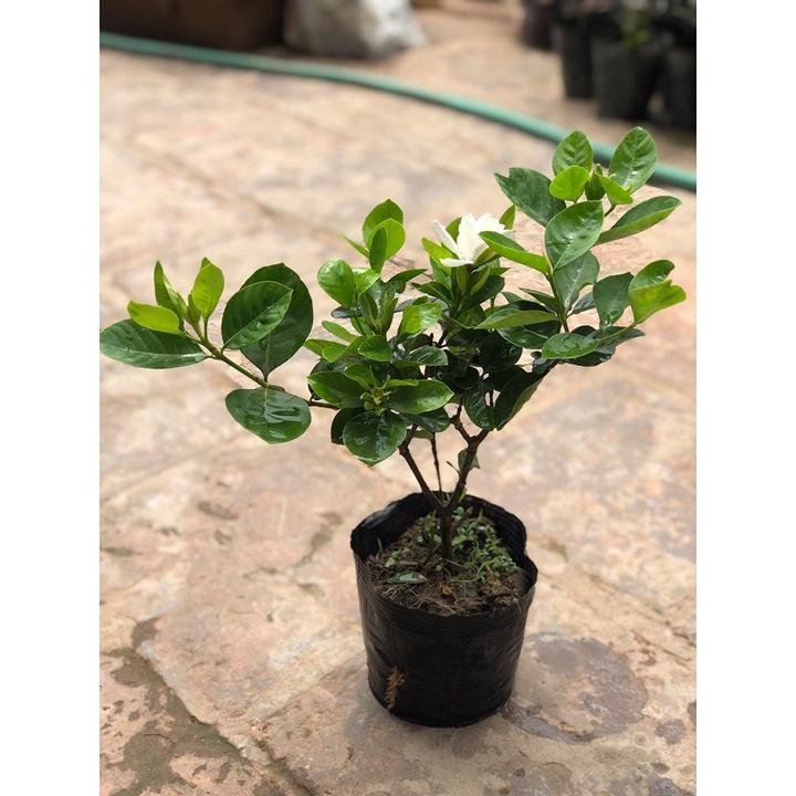 Cây hoa bạch thiên hương cao 50 - 60 cm đang nụ hoa