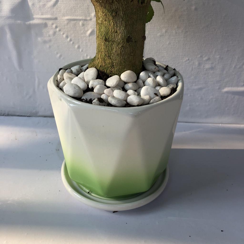 Cây hạnh phúc 1 thân không kèm chậu, Cao 30cm, thích hợp để bàn làm việc