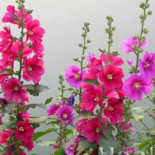 Hạt giống hoa mãn đình hồng kép mix màu--gói 50 hạt