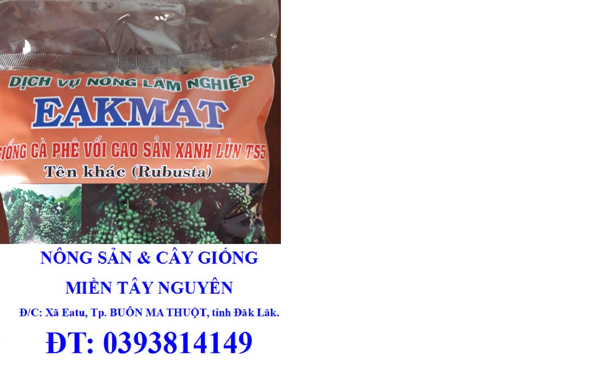 200 GRAM Hạt giống Cây Cà Phê Xanh Lùn HẠT TUYỂN CHỌN BAO NẢY MẦM - kèm giấy hướng dẫn ươm