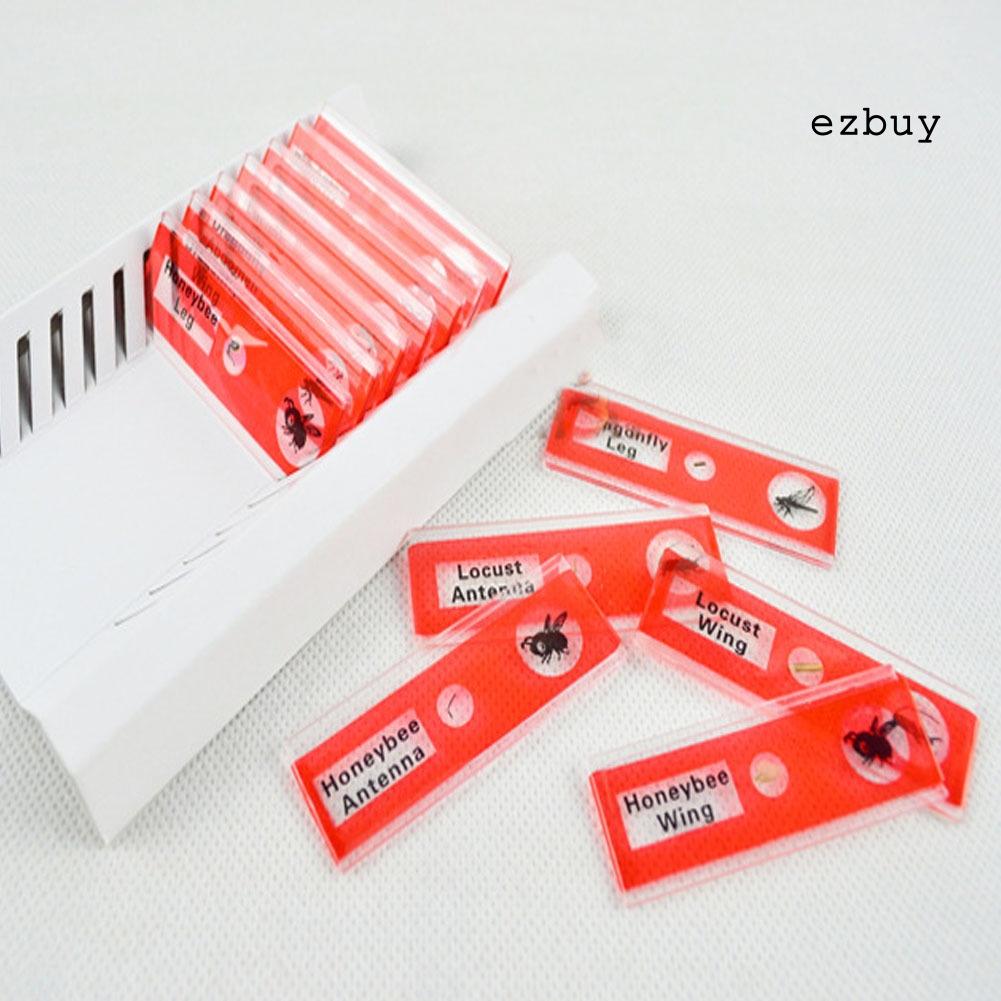 EY-12Pcs DIY Specimen Microscope Slides Children Biology Scientific Educational Toy