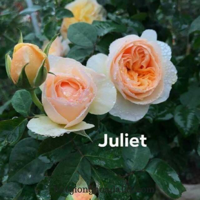 94A Gói 20 Hạt Giống Cây Hoa Hồng juliet-siêu đẹp Hoa Hồng Ngoại JulieTuyệt Đẹp Rose Tặng Kích Rễ