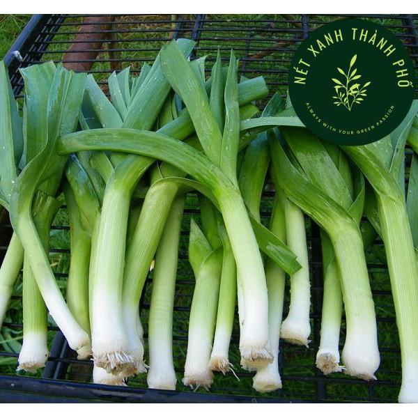 Hạt giống Hành Boaro, tỏi tây, hành baro, boa rô 1gr
