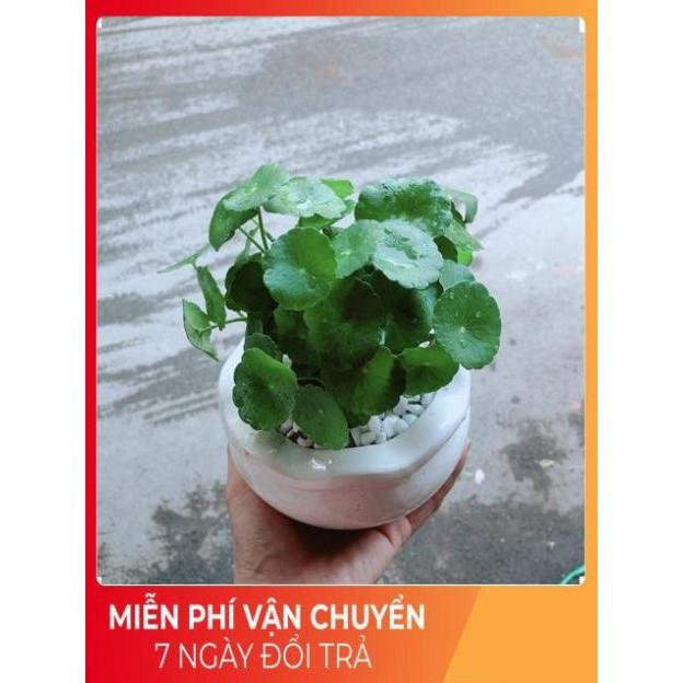 Chậu Cỏ Đồng Tiền