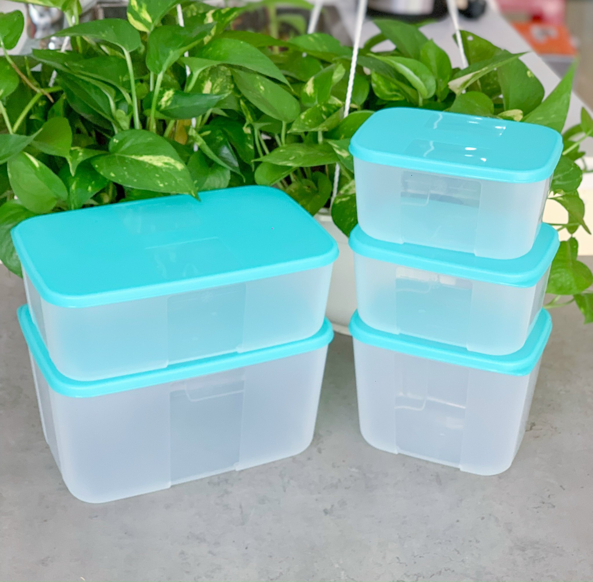 Bộ hộp trữ đông Freezermate Paradise set 5 hộp nhựa nguyên sinh Tupperware - Hàng chính hãng