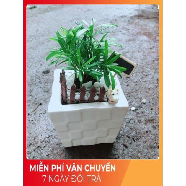 Chậu Tùng Vạn Niên