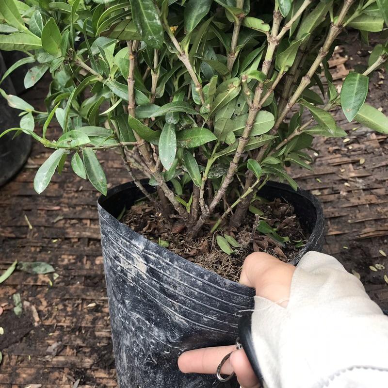 Cây hoa mẫu đơn vàng có hoa quanh năm thích hợp trồng ban công sân vườn