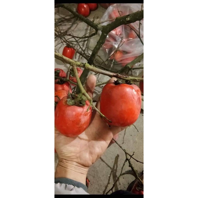 Cây Giống Hồng trứng đà Lạt