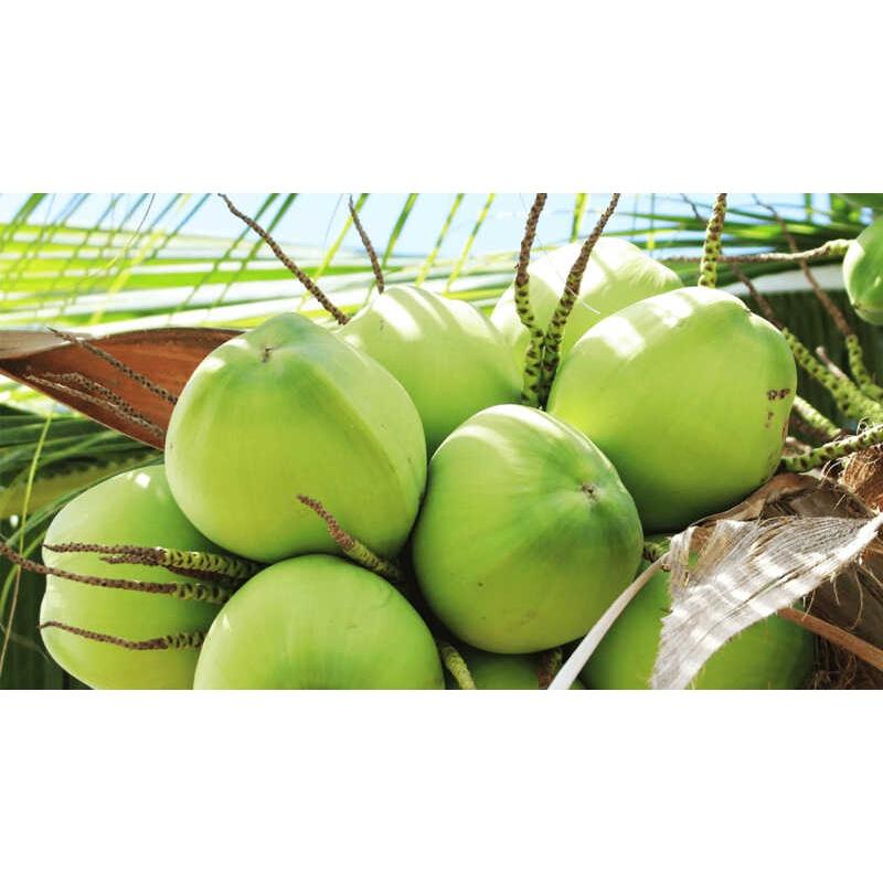 Cây giống Dừa xiêm lùn F1 CHO QUẢ SỚM NHIỀU NƯỚC NHƯ HÌNH