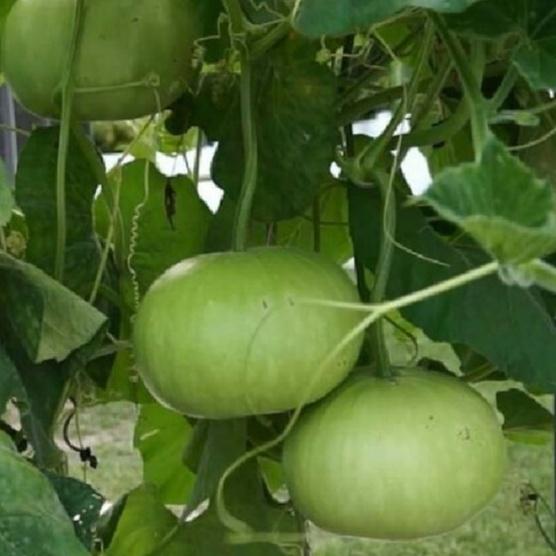 Combo 2 Gói Hạt giống bầu quả tròn Thái lan-gói 10 hạt/tặng kèm gói phân bón lót