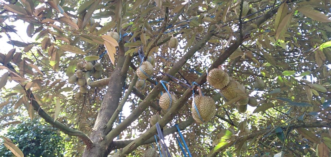 Lồng cơm gọn gàng nhẹ. Tuy nhiên các ngăn khá thấp và ít ngăn. Ngăn trên bỏ canh sẽ bị tràn sang ngăn  bên cạnh còn bỏ cơm ở ngăn này thì đc khá ít. Cũng chỉ là hộp nhựa nên ko giữ nhiệt nhé.
Ảnh chống trôi ạ 😂😂