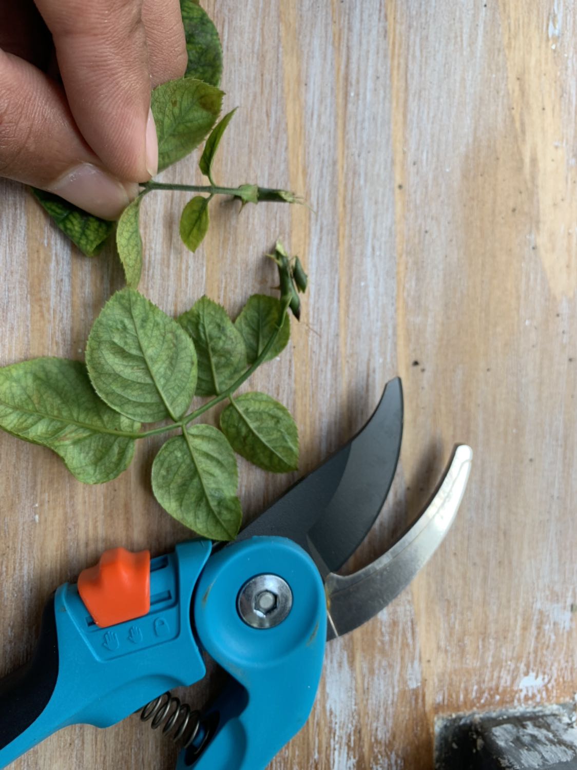 xin chào, tôi nhận được hàng Tiki đóng gói cẩn thận, cũng không xa lạ gì vì tôi mua rất nhiều đồ trên Tiki, khui ra cắt thử thì lục thế này. Mong nhận phản hồi bên Tiki