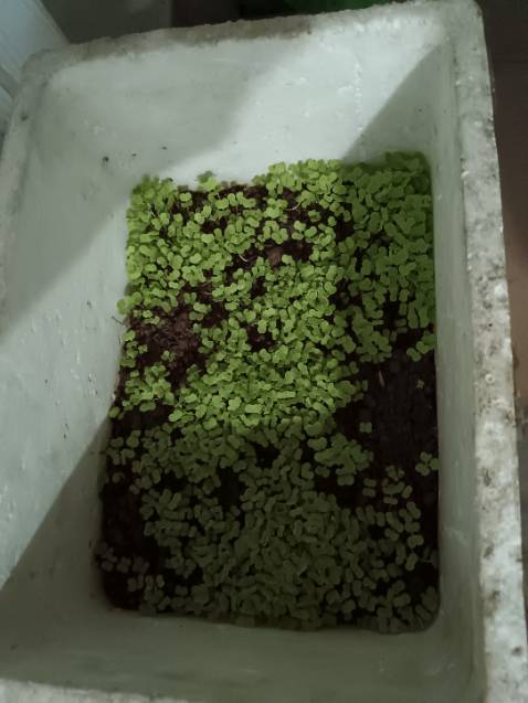 Nảy mầm tốt, chờ hiệu xuất cuối.