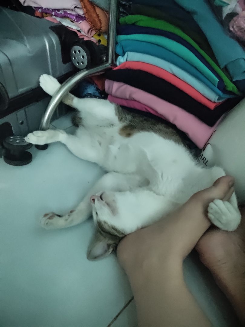 Quý dị thân mến! 
Tui cũng mua nhiều lần rồi, nhưng chưa lần nào dám thử hết. Tui có hỏi con mèo tui xem thức ăn tui mua cho nó có hợp khẩu vị không, thấy ăn có đc ngon miệng ko. 
Quý dị ạ, ngoài cả mong đợi, vì tui biết mèo đâu biết nói chuyện, không ngờ nó trả lời tui một câu xanh rờn : MÉOW!!! 
Tui định hỏi thêm méo là méo thế nào,  để còn biết mà mua thứ khác, thế mà nó nói méo mà nó vẫn ăn, quý dị thấy cái bụng bó bự như vậy là vì mấy bao thức ăn của tui cho nó như là đổ bao cát xuống cái vực sâu vậy, không bao giờ đầy.  
Buồn nó cũng ăn,  zui nó cũng ăn,  đói bụng cũng ăn,  khát nước cũng ăn, đi ị xong cũng ăn...  bất chấp thời gian, không gian.  
Nói chung giá cũng hợp lí,  và tiện lợi với 20 bọc nhỏ. Tui thấy ổn,  nhưng con mèo cứ bảo méo hoài.  
thật tình tôi không hiểu nổi. Tôi sẽ làm việc lại với con mèo của tui.  
Cảm ơn quý dị đã quan tâm rì vêu.  
Xin chào tạm biệt và hẹn gặp lại.  
P/s mèo tui mèo đực,  tên NGƯ,  bụng bự, nên cô hàng xóm hiểu lầm tưởng có bầu hoài luôn.