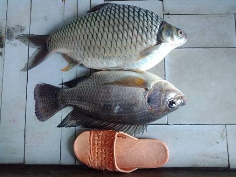 Giao hàng nhanh chất lượng chưa dùng nên chưa biết. Đóng gói sản phẩm chắc chắn. Giá thành rẻ hơn nhà khác nên đc nhiều ng mua