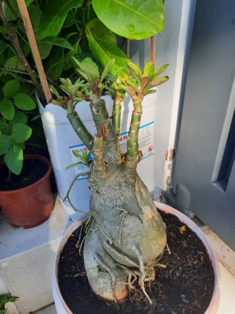 Thời gian giao hàng nhanh, đóng gói cẩn thận, đến nơi cây vẫn còn tươi xanh. Tuy nhiên cây hơi nhỏ không biết khi nào mới có hoa nhưng vẫn đánh giá 5 sao. Hy vọng cây sẽ phát triển tốt cho ra hoa đẹp.