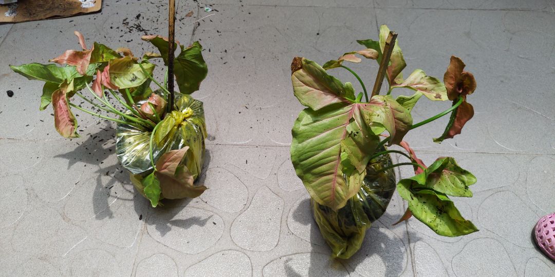 Giao hàng nhanh nhưng shop cần cẩn thận hơn trong khâu đóng gói, hoặc ít nhất cũng nên dán nhãn cảnh báo trên thùng hàng để shipper vận chuyển nhẹ nhàng hơn. Cây nhận được bị gãy và dập lá nhiều, nhìn khá chán.