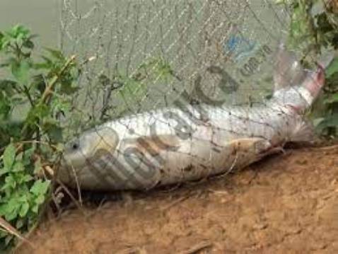 Chất lượng sản phẩm ok , cháu mình rất thích .