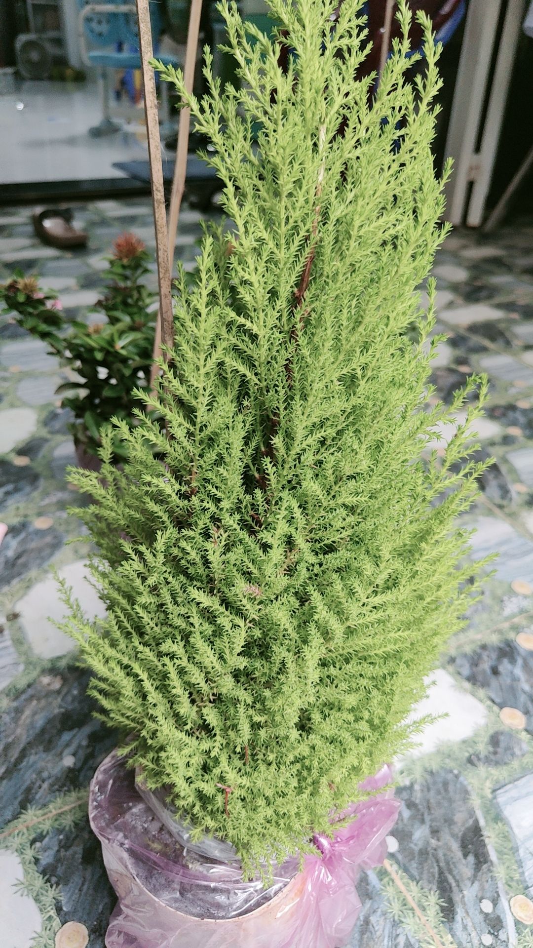 cây đẹp, thơm, mua về ai cũng thích. gói hàng rất ok