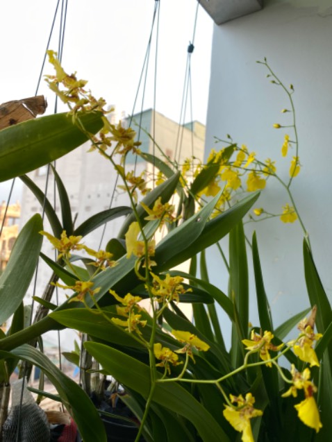 Tả dùng êm, thấm hút tốt, không bị loét mông