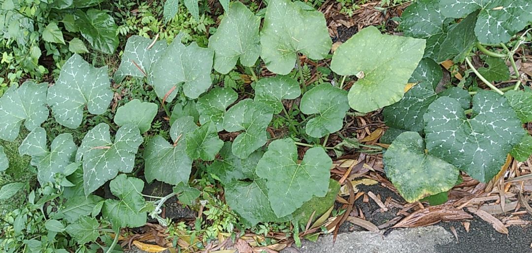 màu đẹp trà thơm 100g mà được rất nhiều.