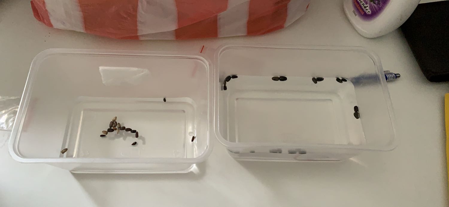 Mình đặt mua 2 gói mà shop đóng gói có tâm lắm luôn tưởng mua cuốn tập ko á :D, sau 2 tháng trồng mình quay lại review nhé