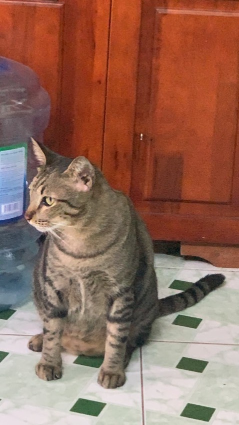 mèo nhà mình bị thận, ăn cái này đỡ ah!! mèo nhà mình bị thận, ăn cái này đỡ ah!!