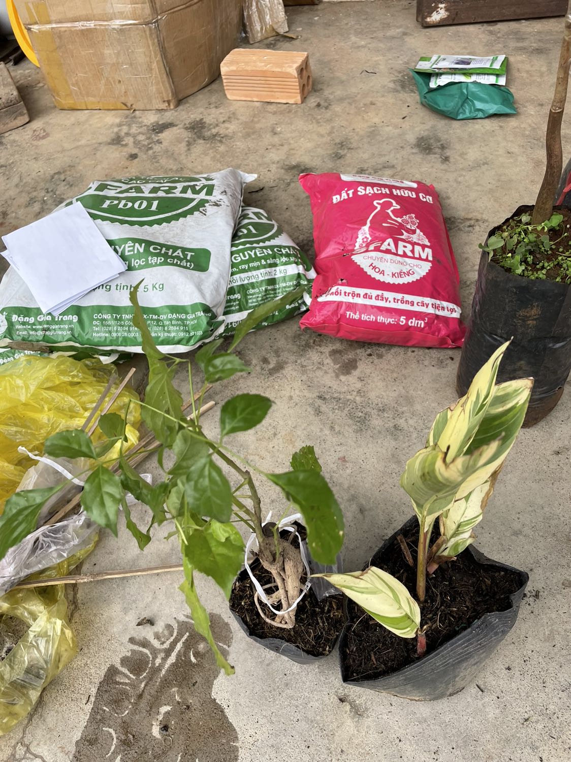 Sản phẩm thì đúng oke, giao trong 2 ngày thì nhận, nhưng cây hơi quá bé so với thực tế quảnv cáo lắm luôn á