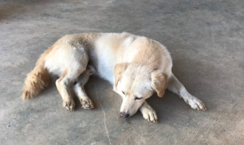 Sách bọc seal rất mới nhưng bên trong thiếu tận 16 trang, đang đọc hay quá trời làm tụng mood ghê luôn á Tiki ơi, giờ kiếm đâu mấy trang này để đọc đây