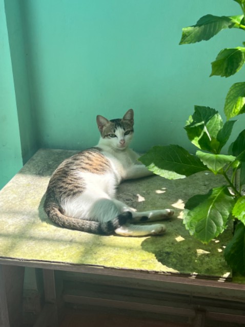 sách viết logic và khoa học, đôi khi ta chẳng thẻ ngừng những việc gây tổn hại cho chính ta, có lẽ ta nên ngừng xấu hổ về chính mình rồi lại tìm đến thuốc tê cho những cơn đau do self-hatred gây ra. sách thực sự hữu ích