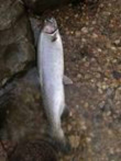 đẹp và hàng tốt chất lượng cao nên mua