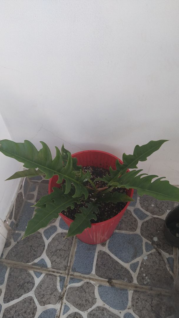 Cây siêu oke nè, đẹp, khoẻ, giao hàng nhanh, đóng gói kỹ.