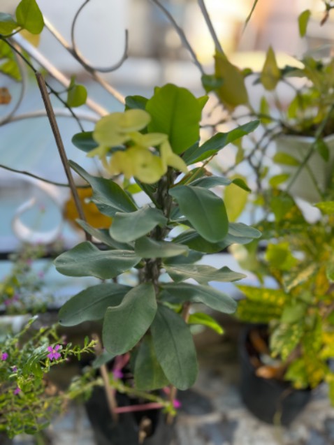 Cây nhỏ xíu hơn mình tưởng chê nha