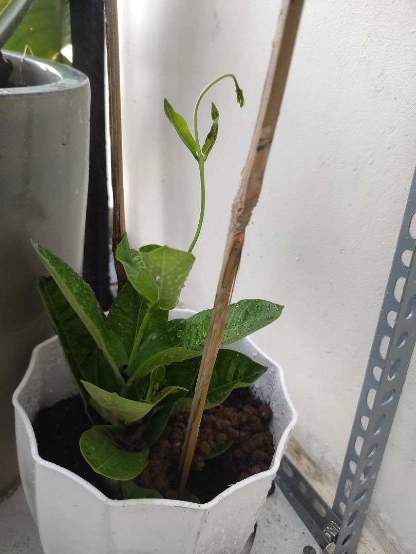 Đóng gói kỹ càng, cây có vẻ sống được.