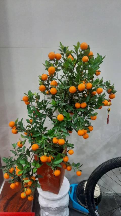 Vải mềm, màu nhã nhặn