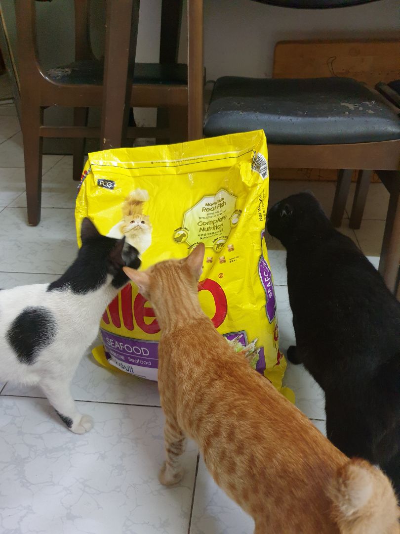 hạt này và catrang thấy giá tốt nhưng chất lượng ok. mèo khoái khẩu. me_0 có 3 vị nên thay đổi khẩu vị cũng ok. hạt này và catrang thấy giá tốt nhưng chất lượng ok. mèo khoái khẩu. me_0 có 3 vị nên thay đổi khẩu vị cũng ok.