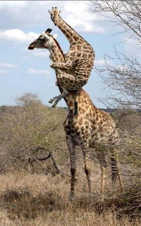 Pin tốt, made in japan chất lượng khỏi bàn, đóng từng viên 1 bảo quản thuận tiện. Rẻ hơn các shop khác ngoài thị trường. Cảm ơn shop. Pin tốt, made in japan chất lượng khỏi bàn, đóng từng viên 1 bảo quản thuận tiện. Rẻ hơn các shop khác ngoài thị trường. Cảm ơn shop.