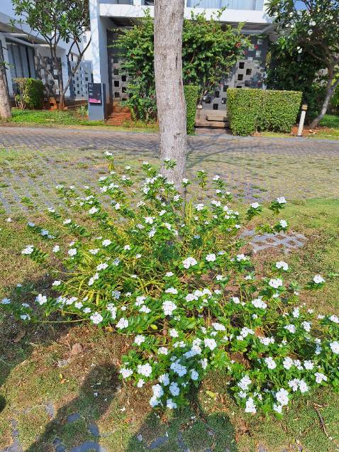 Shop giao hàng nhanh, đóng gói đẹp. Để dùng thử xem sao. Ko có chụp hình lại nên up tạm hình bông hoa