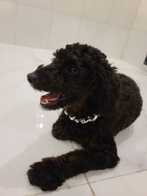 Đẹp, chắc chắn