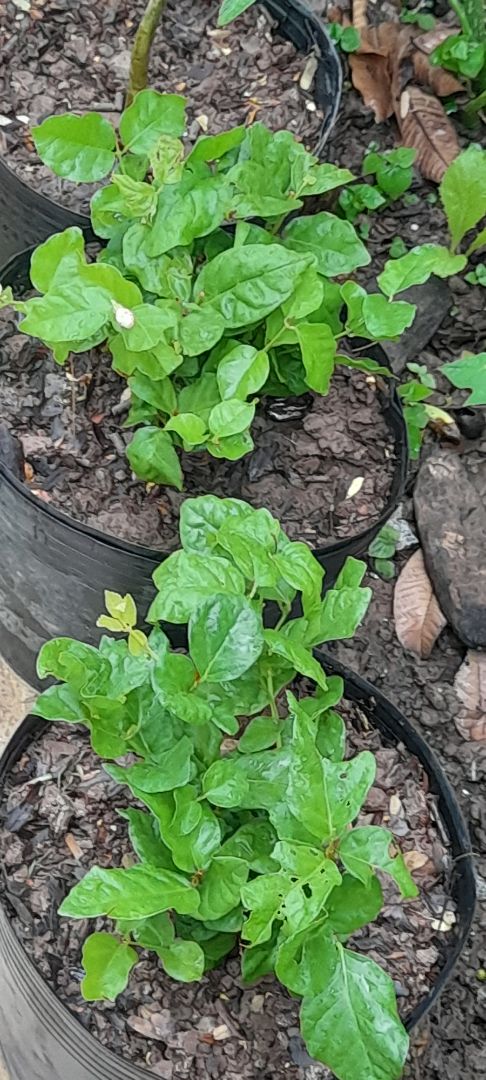 spham giống mô tả giao hang nhanh gối kỉ