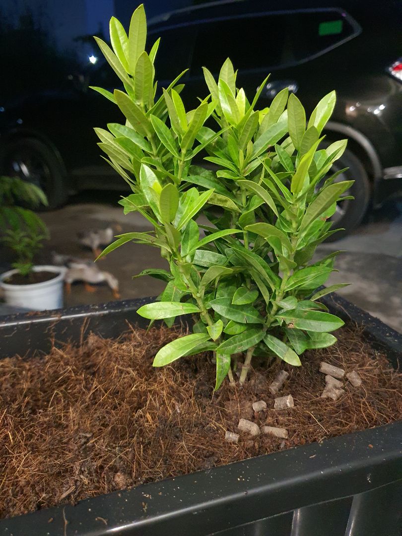 Đóng gói tốt, cây còn khỏe.